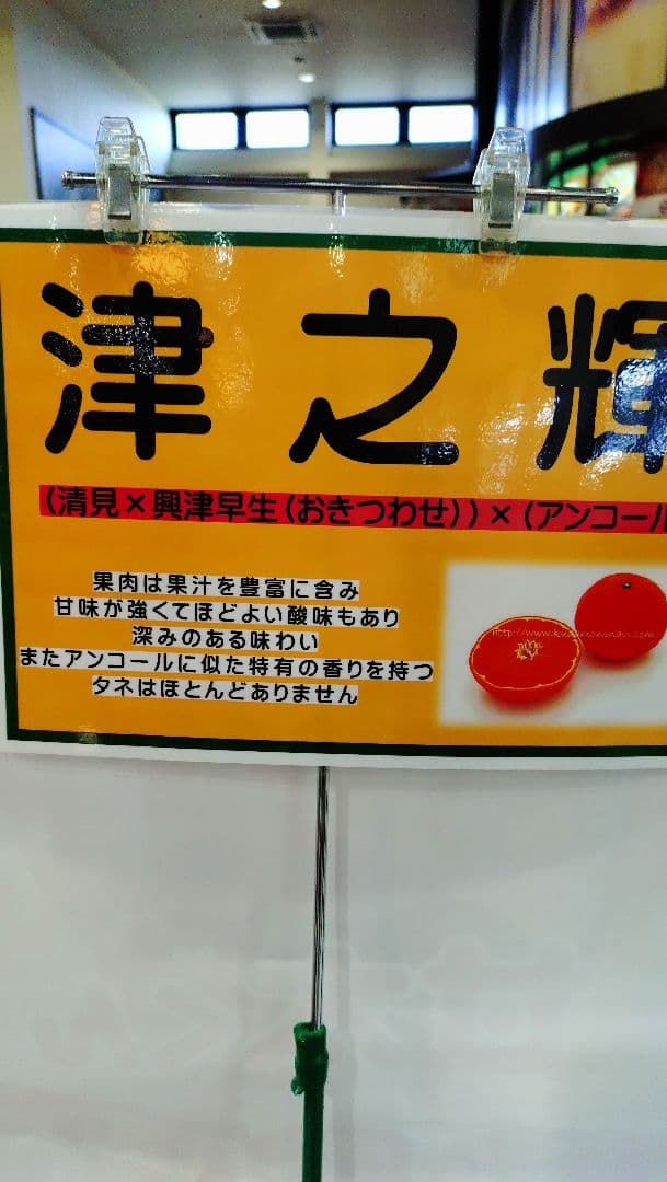 特価価格！極甘蜜柑！家庭で栽培可能！特撰！！高級ミカン苗木「津の輝」3年生