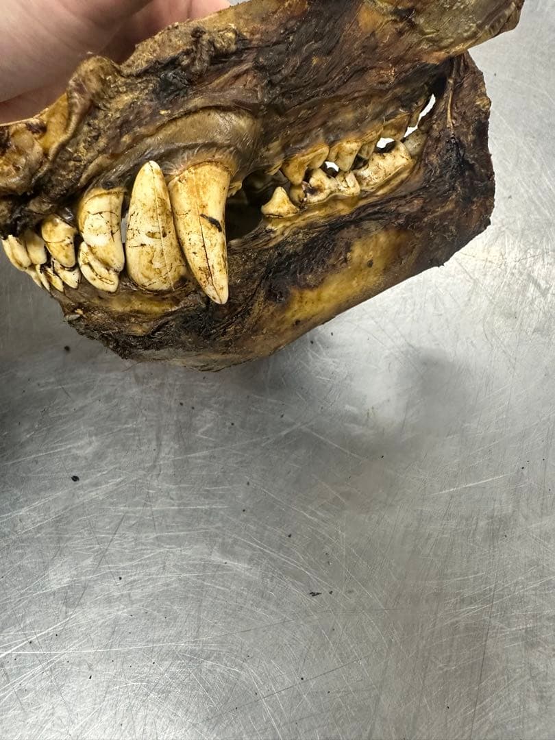 ヒグマ　熊の牙