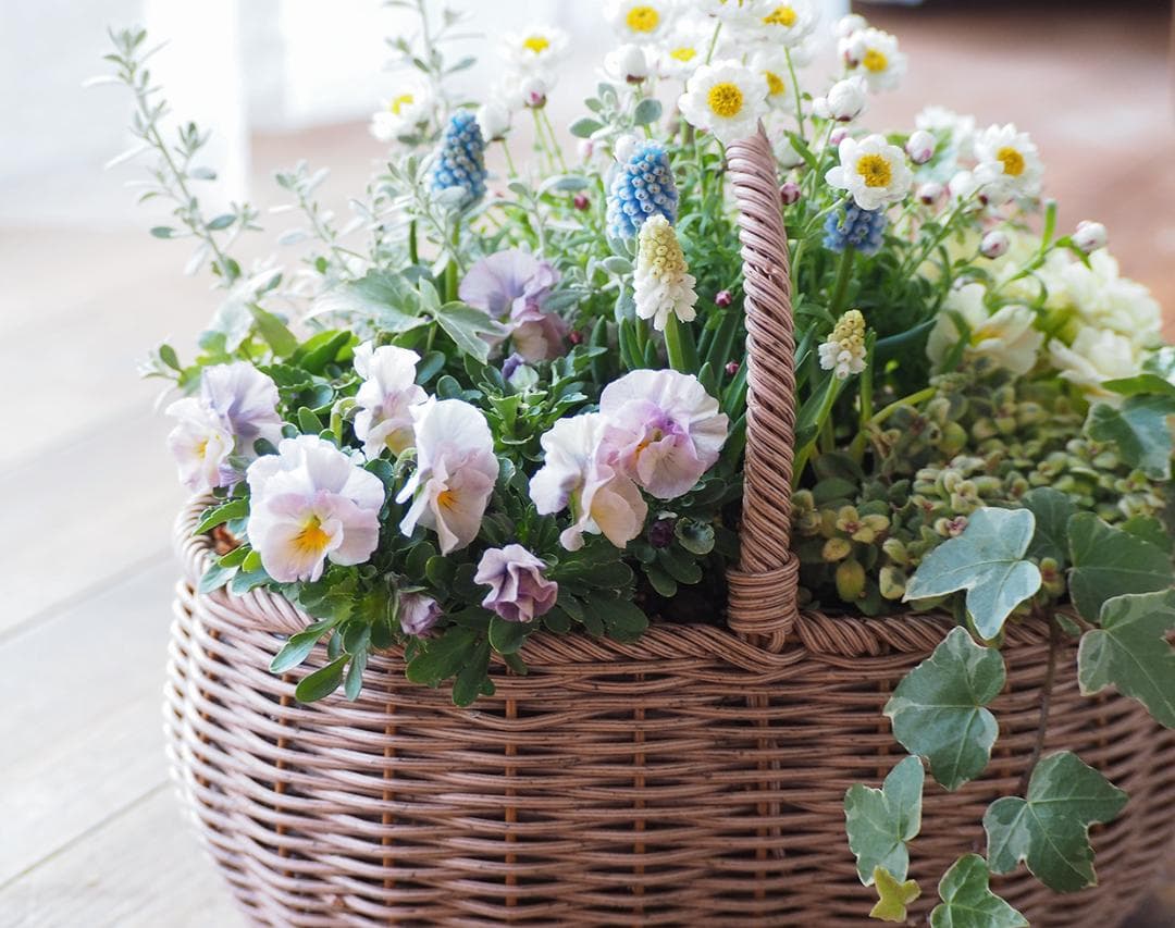 キュートな春の籠庭 ＊ 寄せ植え