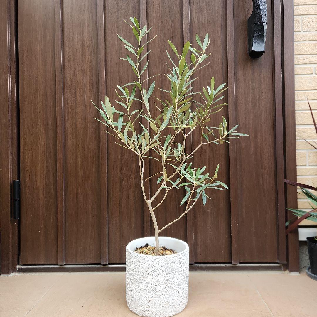 オリーブ　チプレッシーノ　デザインテラコッタ鉢植え　苗木　シンボルツリー