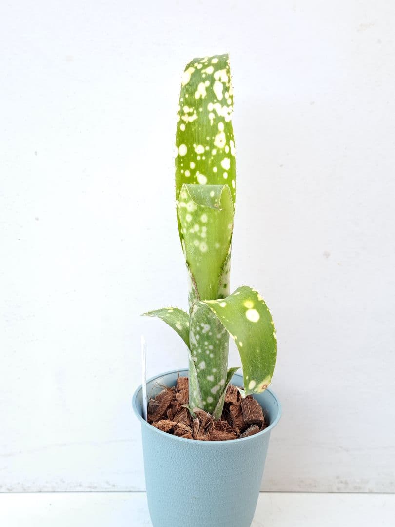 ビルベルギア レプトポーダ 抜き苗 速達便 タンクブロメリア 観葉植物