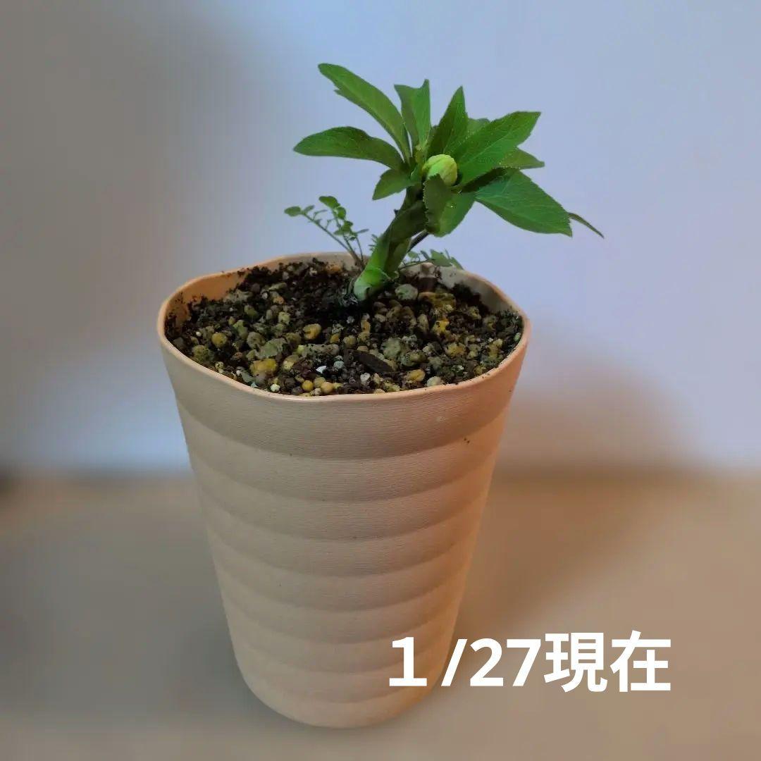 送料込加藤農園・丸弁整形クリスマスローズ苗・株分け　1点のみ