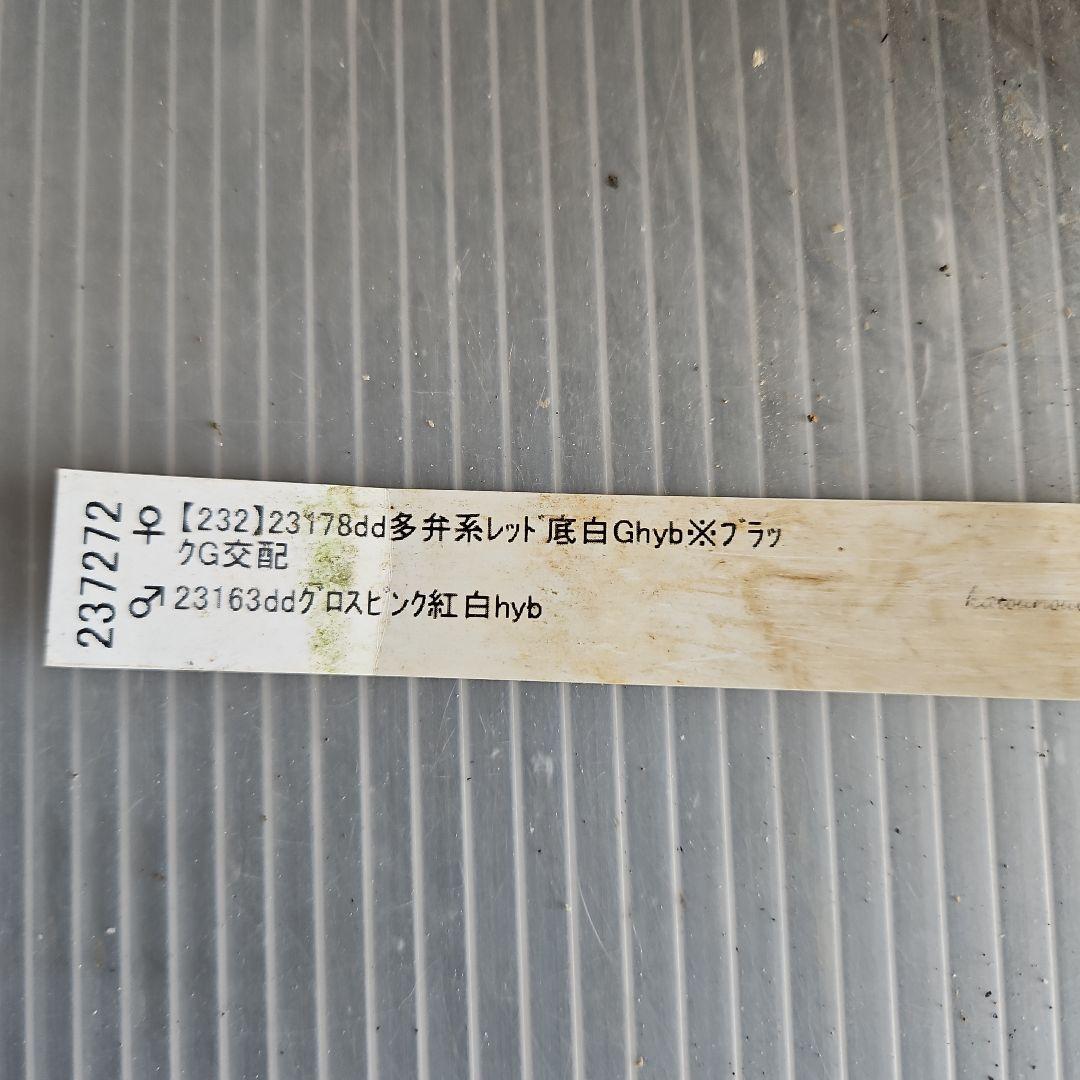 ㉖-625クリスマスローズ