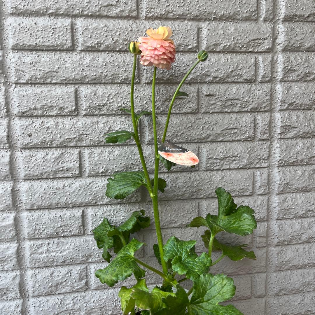 ラナンキュラス ラックス リーベラ