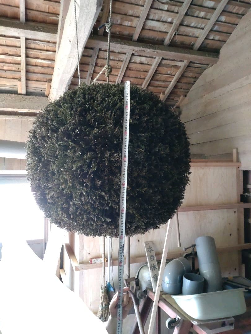 杉玉70cm