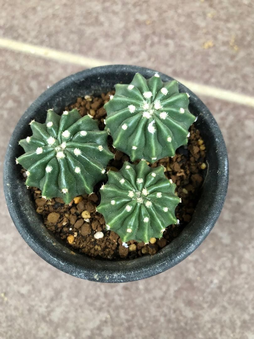 刺無綾波⭐︎実生　エキノカクタス　サボテン