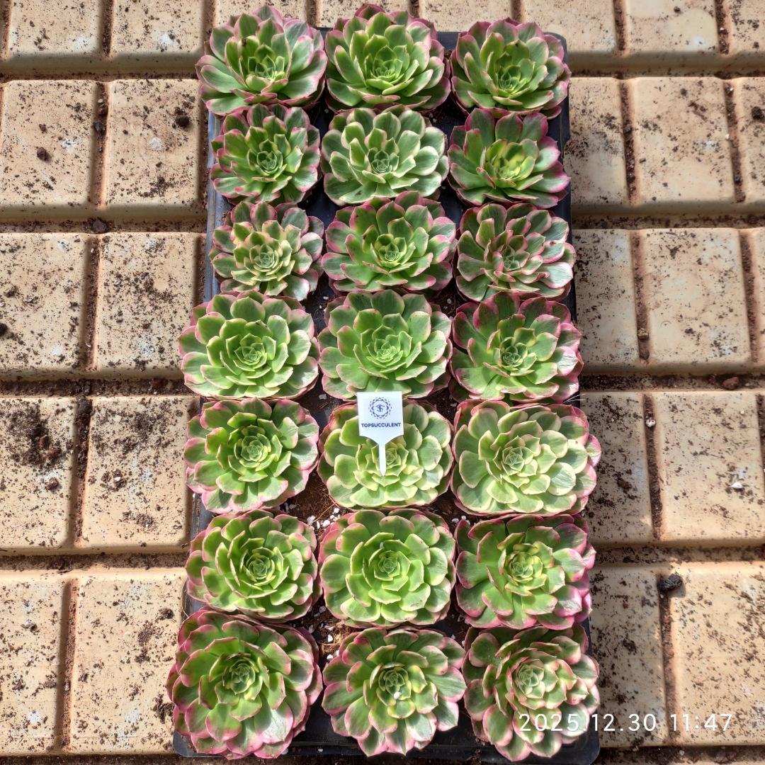 Top【選抜株】　多肉植物　220681カシオ 128個　プラグトレー苗