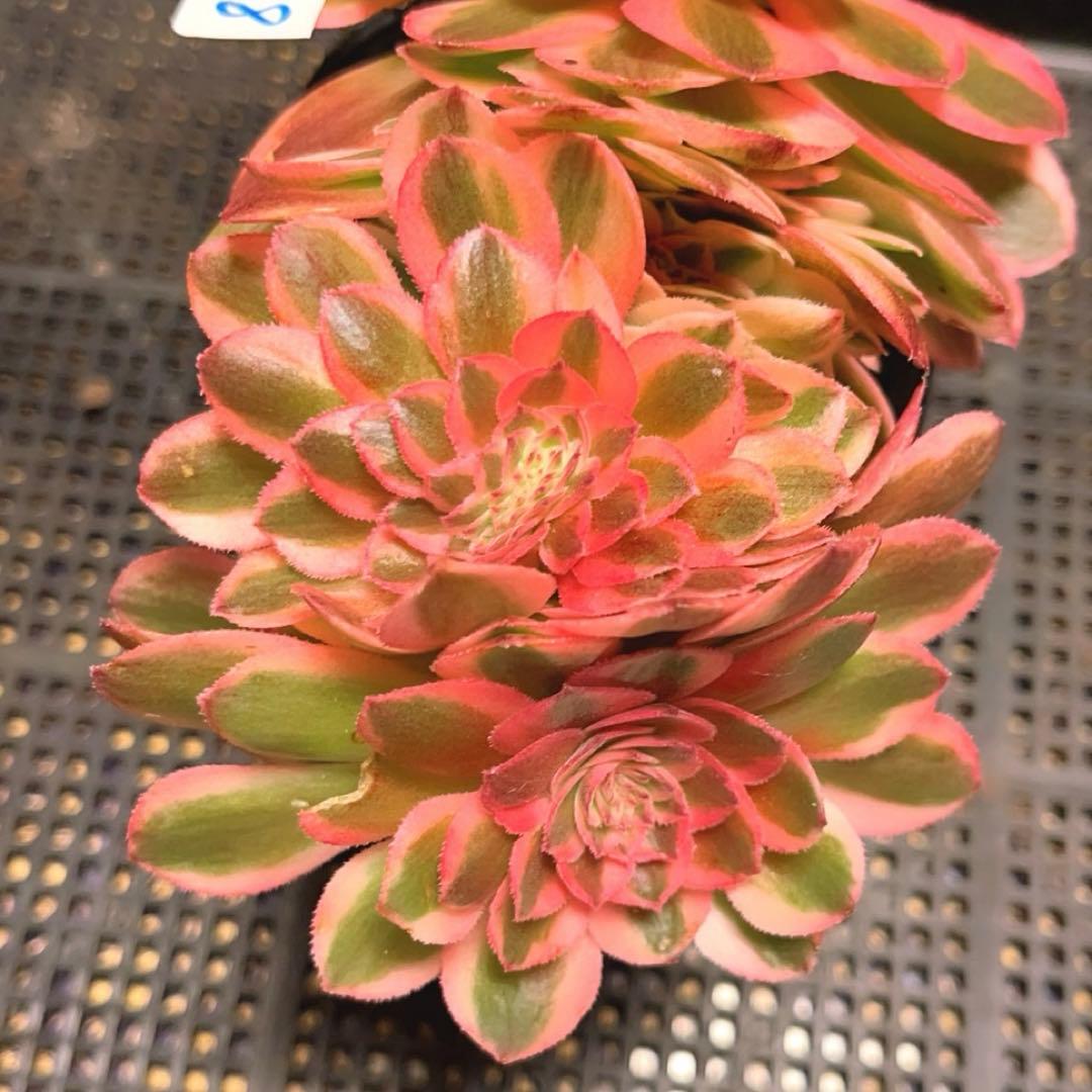 87#多肉植物アエオニウム錦❤️ ライチ錦セッカ ❤️16cm拔き苗