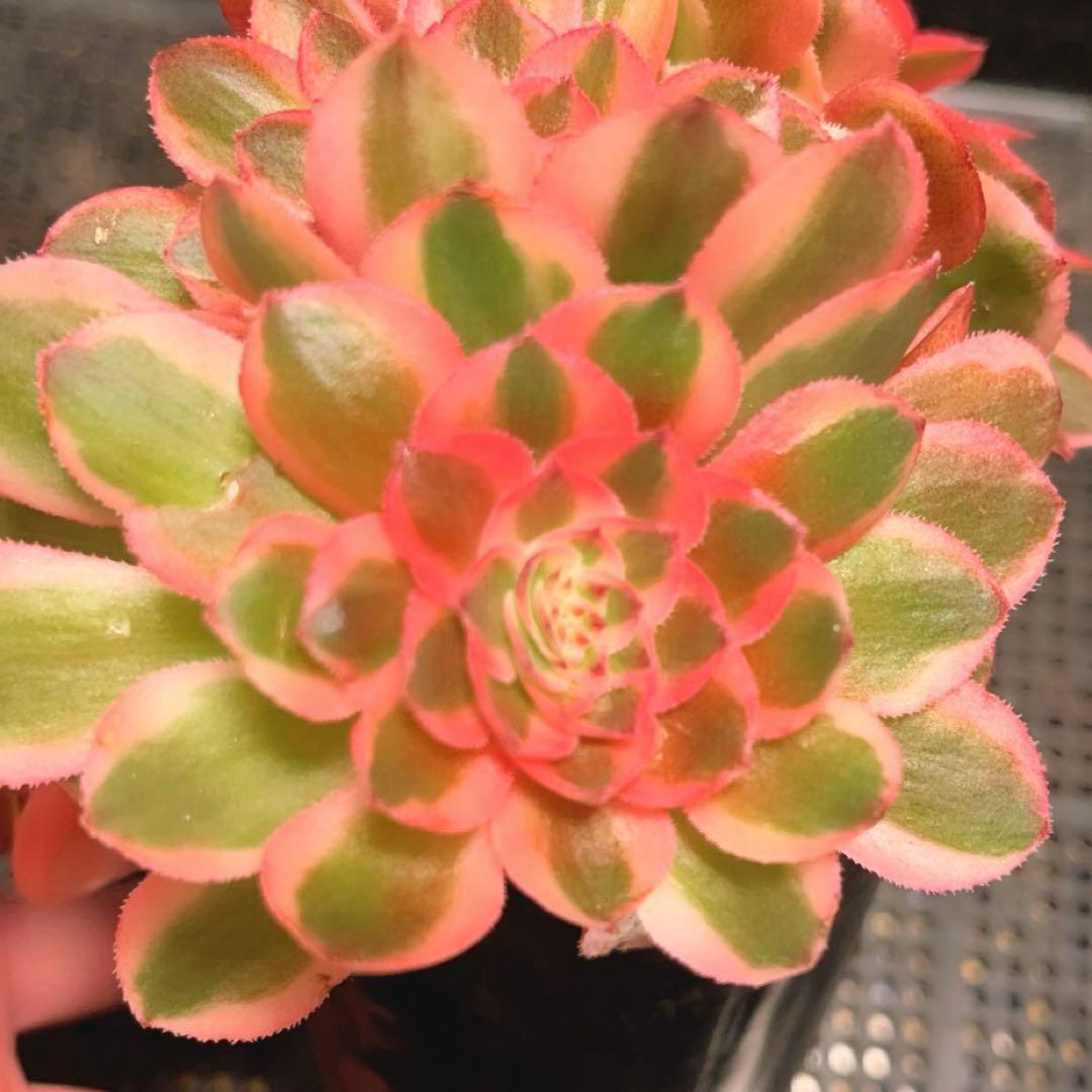 87#多肉植物アエオニウム錦❤️ ライチ錦セッカ ❤️16cm拔き苗