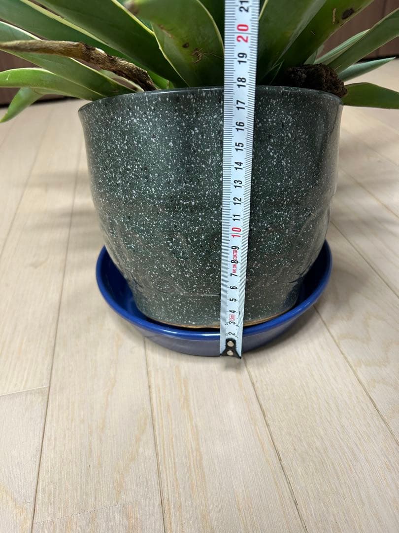 アガベ　ベネズエラ　陶器鉢付き　高・幅:約50cm