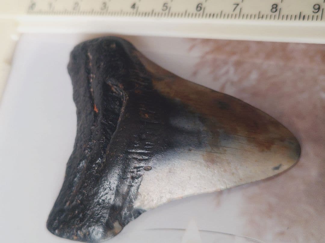 メガロドンの歯の化石A アメリカノースキャロライナの海