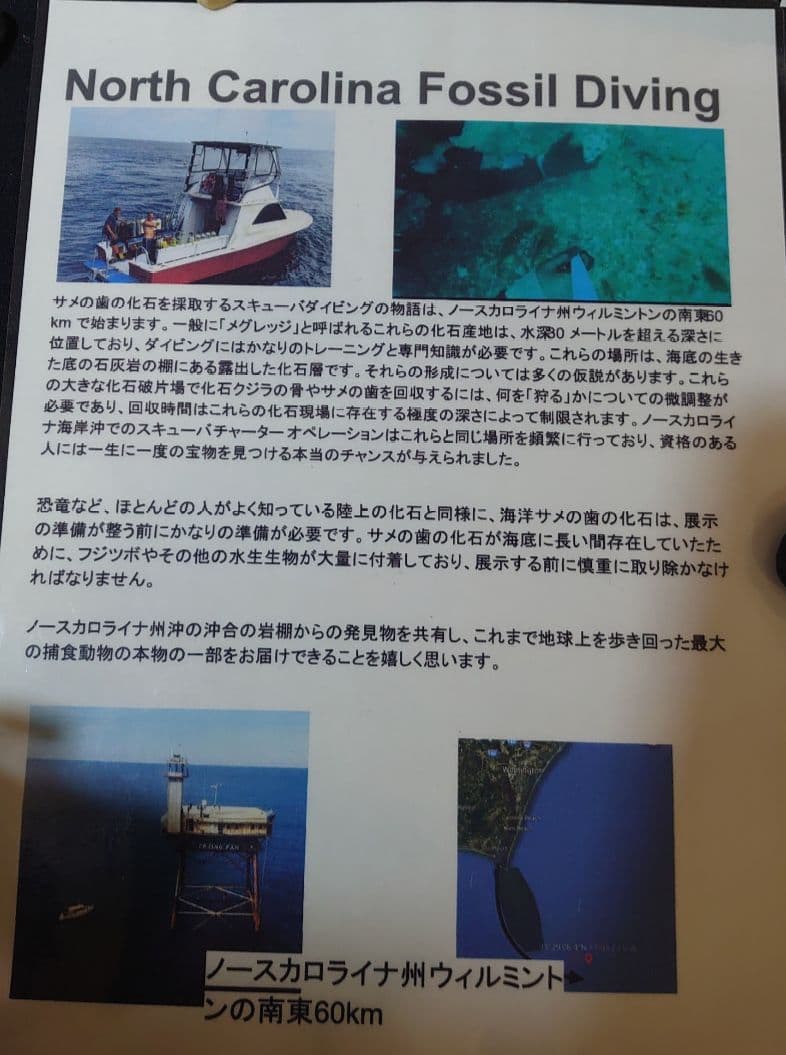 メガロドンの歯の化石A アメリカノースキャロライナの海