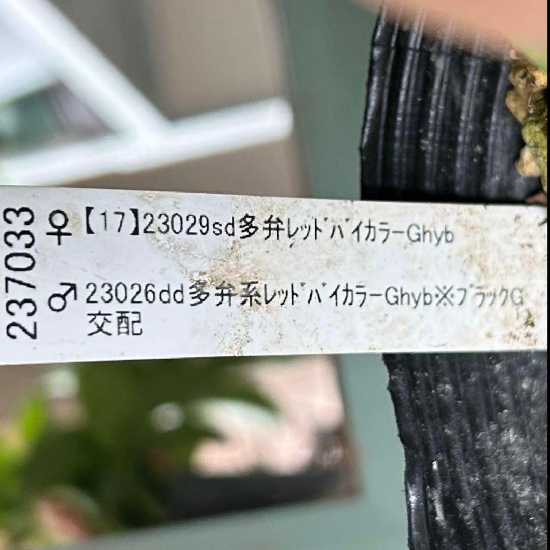 【加藤農園】クリスマスローズ　小輪sd バイカラー《2/7》